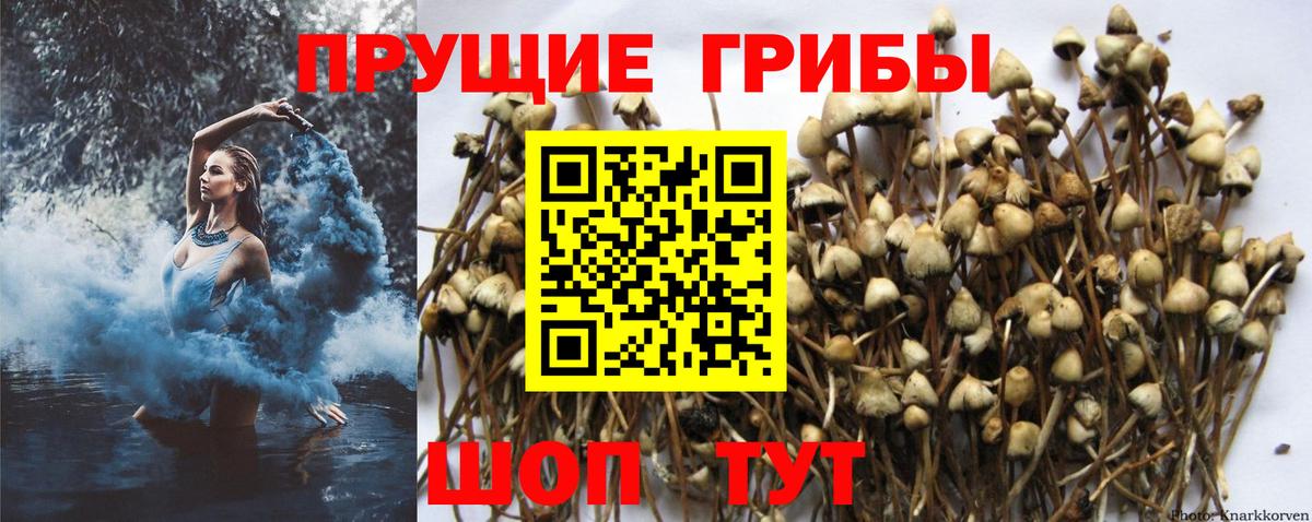 Михайловка  Галлюциногенные грибы MAGIC MUSHROOMS  Вход с VPN 